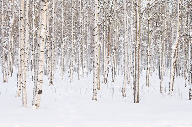 White Birch