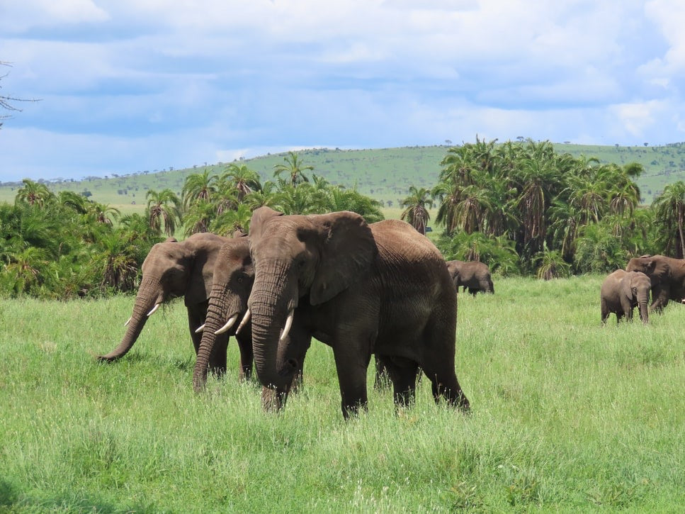 Gliding Over Tanzania